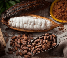 Cocoa Beans.png