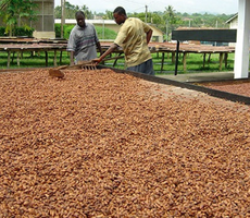Cocoa Beans (1).png